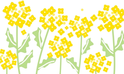 暖かな春に咲く黄色の菜の花の「はがき」無料テンプレート素材