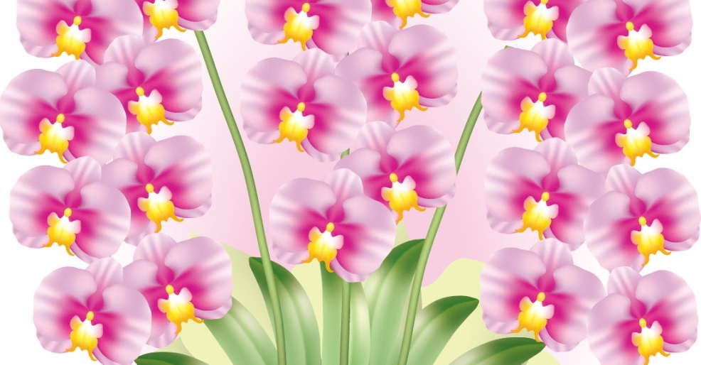 胡蝶蘭の花言葉は純粋・あなたを愛していますその意味とは