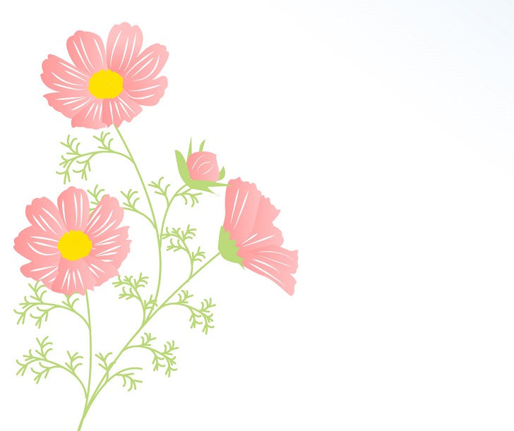 9月のコスモスの花のイラスト・はがきサイズのメッセージカード