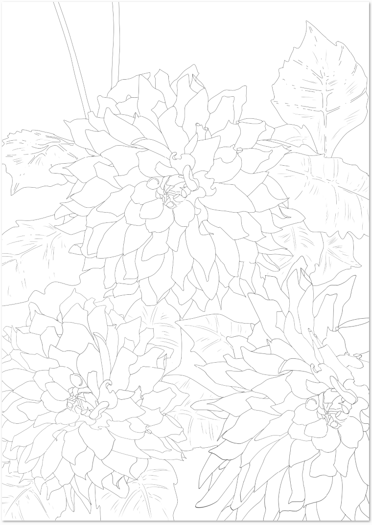 夏の花 ダリアの花の無料イラスト大人の塗り絵 白黒 無料