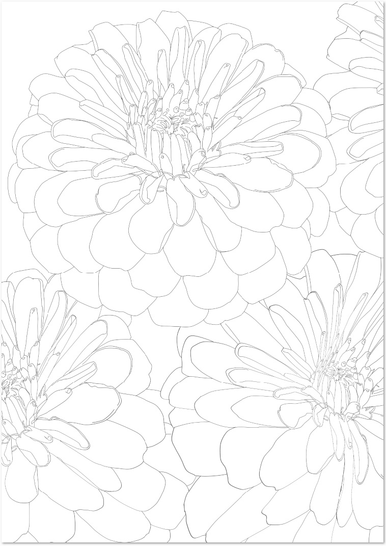 夏の花 百日草 ジニア の大人の塗り絵 無料イラスト素材 無料ダウンロード テンプレルン 無料ダウンロード テンプレルン
